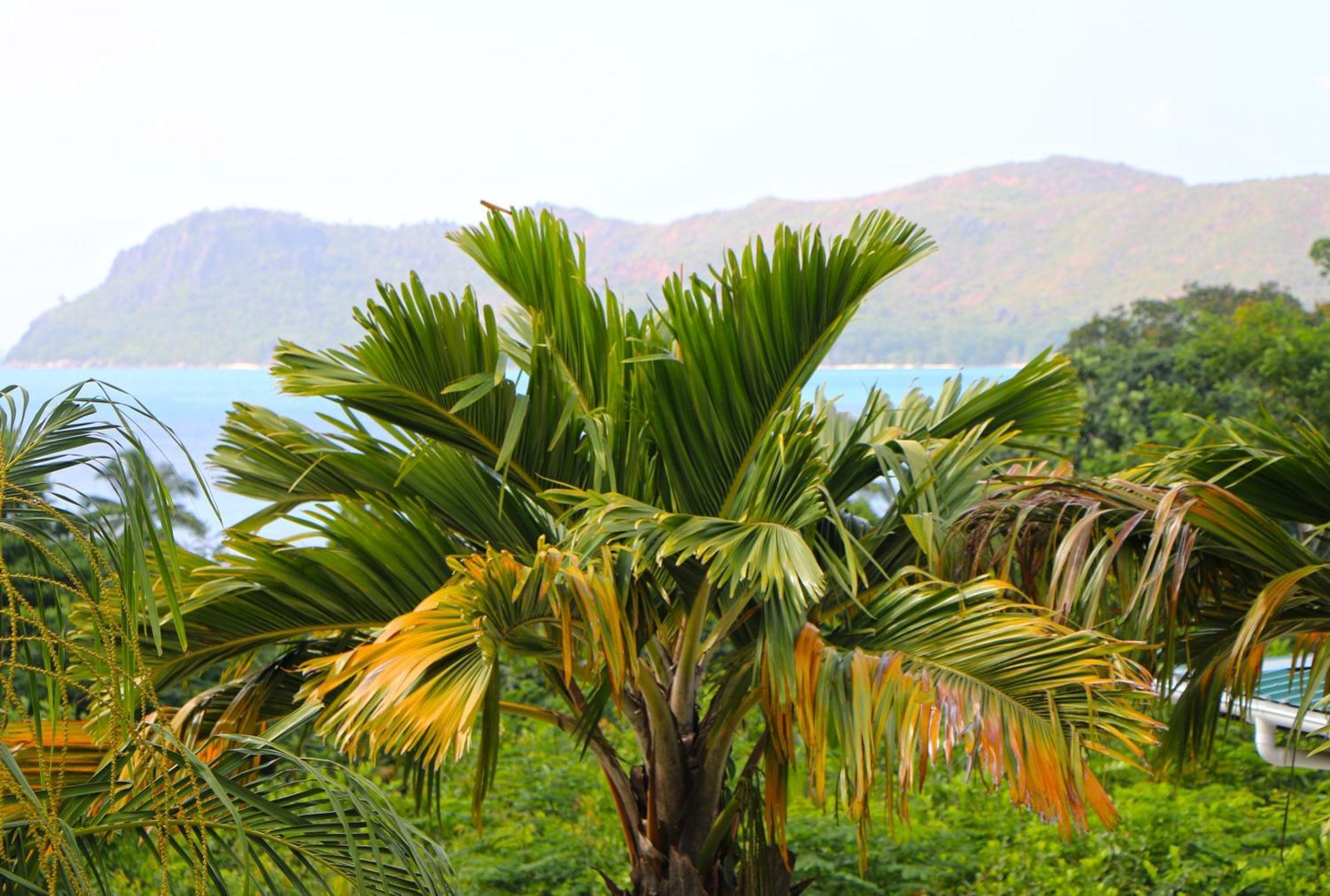 Ocean Blue Bay Anse Volbert Village Exterior foto