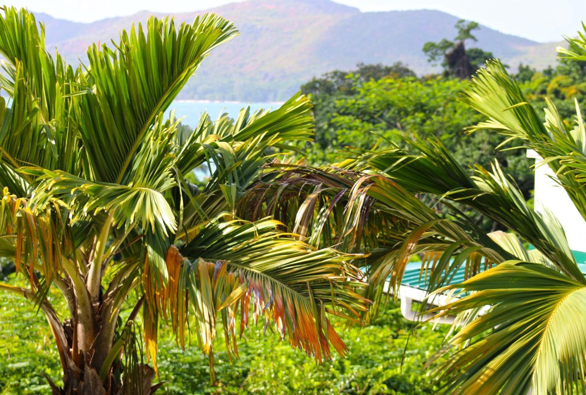 Ocean Blue Bay Anse Volbert Village Exterior foto