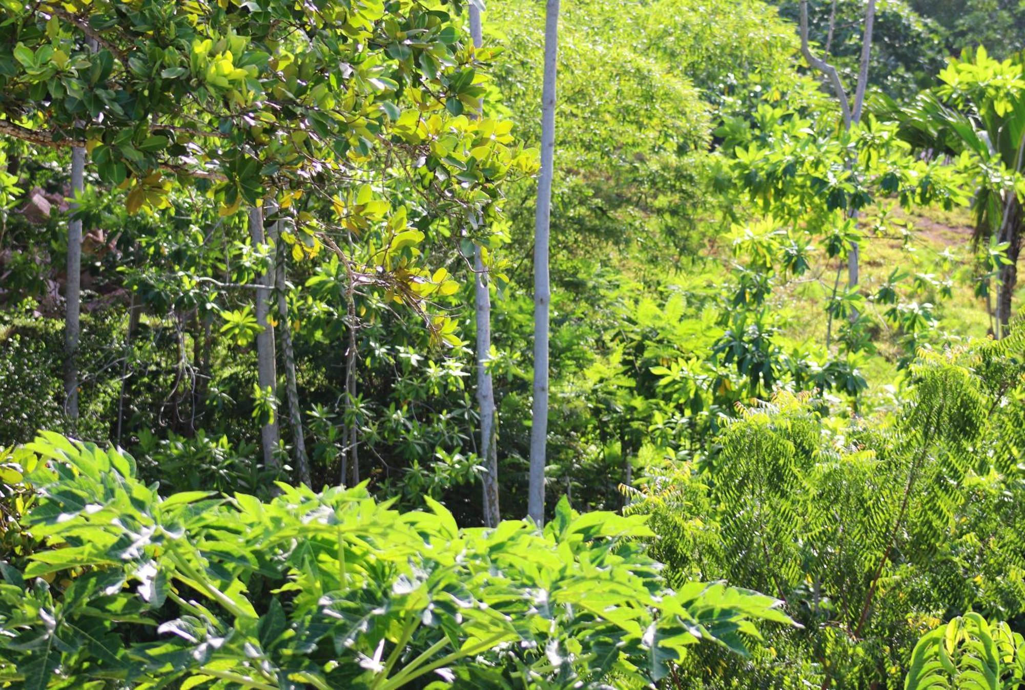 Ocean Blue Bay Anse Volbert Village Exterior foto